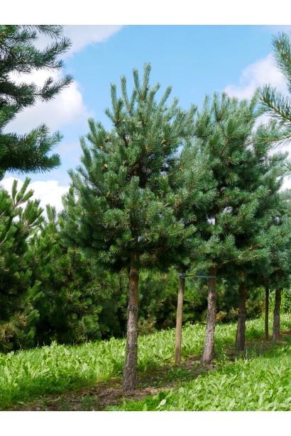 Pinus sylvestris on shtamb фото